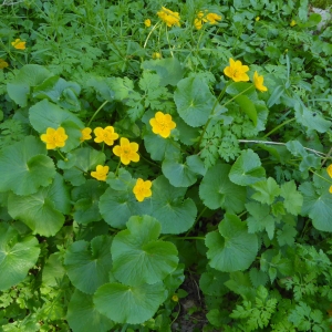 Photographie n°2295945 du taxon Caltha palustris L. [1753]