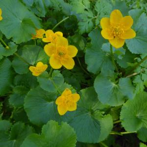 Photographie n°2295946 du taxon Caltha palustris L. [1753]