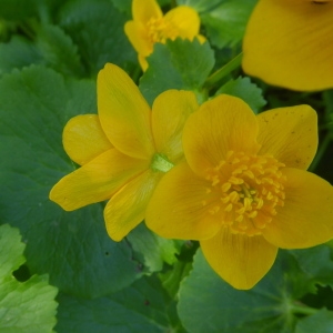 Photographie n°2295948 du taxon Caltha palustris L. [1753]