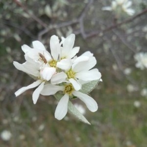 Photographie n°2295963 du taxon Amelanchier ovalis Medik. [1793]