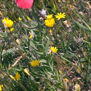 Photographie n°2295978 du taxon Linum grandiflorum Desf. [1798]