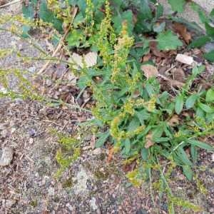 Photographie n°2295996 du taxon Rumex acetosella L. [1753]
