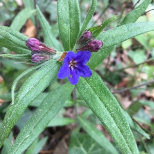 Photographie n°2296030 du taxon Buglossoides purpurocaerulea (L.) I.M.Johnst. [1954]