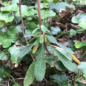 Photographie n°2296053 du taxon Euphorbia amygdaloides L. [1753]