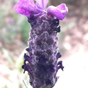 Photographie n°2296061 du taxon Lavandula stoechas L. [1753]