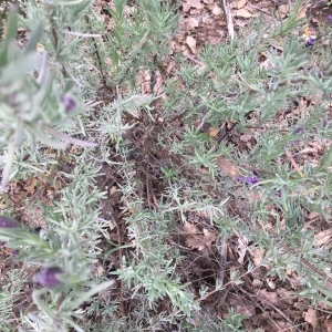 Photographie n°2296062 du taxon Lavandula stoechas L. [1753]