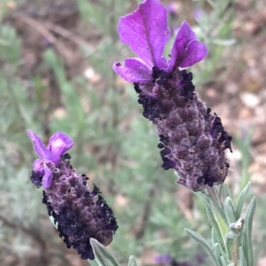 Photographie n°2296064 du taxon Lavandula stoechas L. [1753]