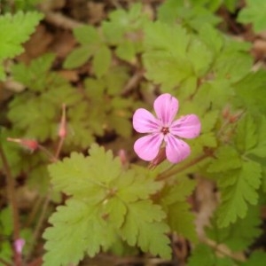 Photographie n°2296115 du taxon Geranium robertianum L. [1753]