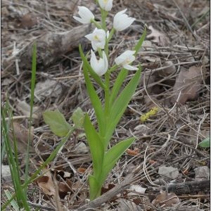 Photographie n°2296176 du taxon Cephalanthera longifolia (L.) Fritsch [1888]