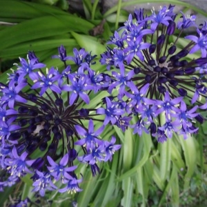 Photographie n°2296179 du taxon Scilla peruviana L. [1753]