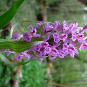 Photographie n°2296181 du taxon Dactylorhiza incarnata (L.) Soó [1962]