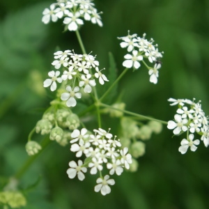 Photographie n°2296183 du taxon Chaerophyllum temulum L. [1753]