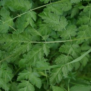 Photographie n°2296184 du taxon Chaerophyllum temulum L. [1753]