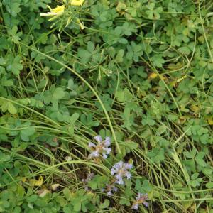 Photographie n°2296216 du taxon Phelipanche ramosa (L.) Pomel [1874]