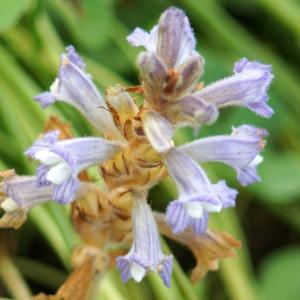 Photographie n°2296221 du taxon Phelipanche ramosa (L.) Pomel [1874]
