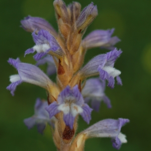 Photographie n°2296223 du taxon Phelipanche ramosa (L.) Pomel [1874]