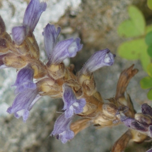 Photographie n°2296225 du taxon Phelipanche ramosa (L.) Pomel [1874]