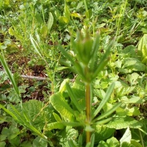 Photographie n°2296231 du taxon Galium aparine L. [1753]