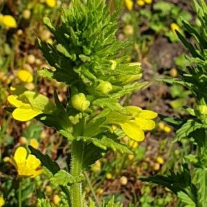 Photographie n°2296242 du taxon Parentucellia viscosa (L.) Caruel