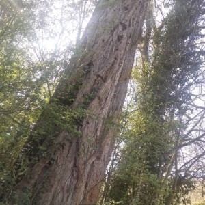 Photographie n°2296250 du taxon Taxodium distichum (L.) Rich. [1810]