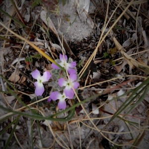 Photographie n°2296259 du taxon Matthiola tricuspidata (L.) R.Br. [1812]