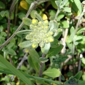 Photographie n°2296291 du taxon Alyssum simplex Rudolphi [1799]