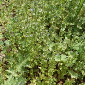 Photographie n°2296305 du taxon Veronica arvensis L. [1753]