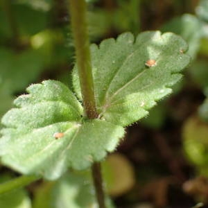 Photographie n°2296307 du taxon Veronica arvensis L. [1753]