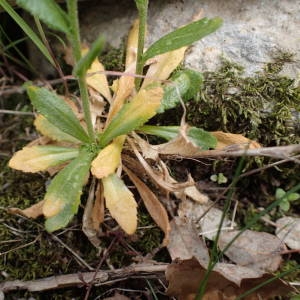 Photographie n°2296309 du taxon Arabis hirsuta (L.) Scop. [1772]