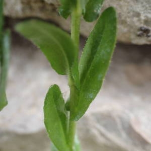 Photographie n°2296311 du taxon Arabis hirsuta (L.) Scop. [1772]