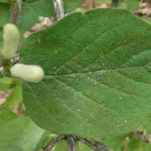 Photographie n°2296341 du taxon Lonicera xylosteum L. [1753]