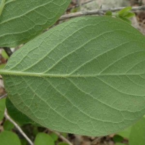 Photographie n°2296342 du taxon Lonicera xylosteum L. [1753]