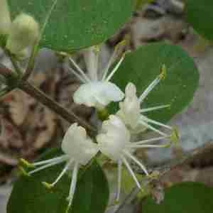 Photographie n°2296343 du taxon Lonicera xylosteum L. [1753]