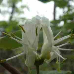 Photographie n°2296344 du taxon Lonicera xylosteum L. [1753]