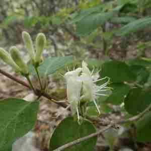Photographie n°2296345 du taxon Lonicera xylosteum L. [1753]