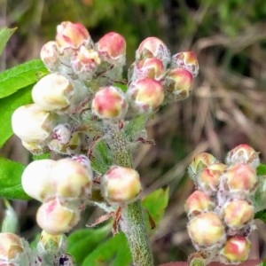 Photographie n°2296354 du taxon Sorbus aucuparia L. [1753]