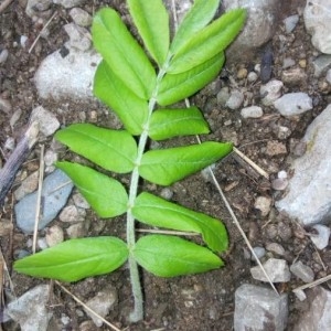 Photographie n°2296355 du taxon Sorbus aucuparia L. [1753]