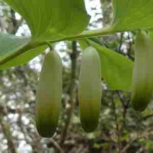 Photographie n°2296366 du taxon Polygonatum odoratum (Mill.) Druce [1906]