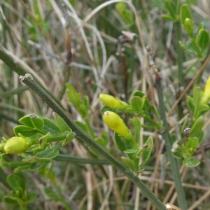 Photographie n°2296371 du taxon Jasminum fruticans L. [1753]