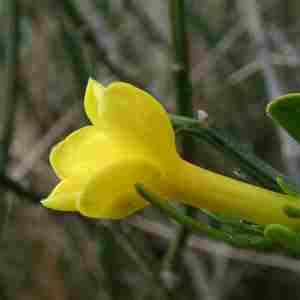 Photographie n°2296373 du taxon Jasminum fruticans L. [1753]