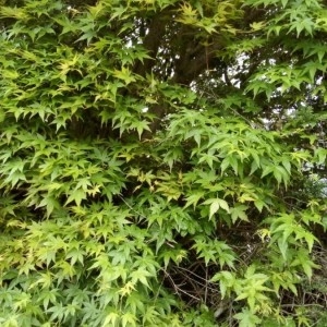 Photographie n°2296384 du taxon Acer palmatum Thunb. [1784]