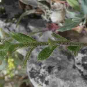 Photographie n°2296388 du taxon Alyssum simplex Rudolphi [1799]