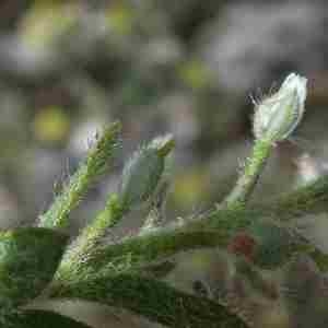 Photographie n°2296390 du taxon Alyssum simplex Rudolphi [1799]