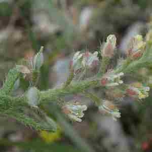 Photographie n°2296391 du taxon Alyssum simplex Rudolphi [1799]