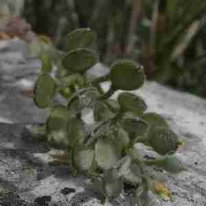 Photographie n°2296392 du taxon Alyssum simplex Rudolphi [1799]