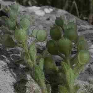 Photographie n°2296393 du taxon Alyssum simplex Rudolphi [1799]