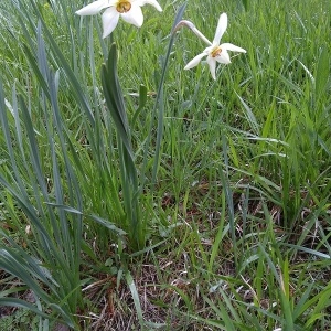 Photographie n°2296425 du taxon Narcissus poeticus L.