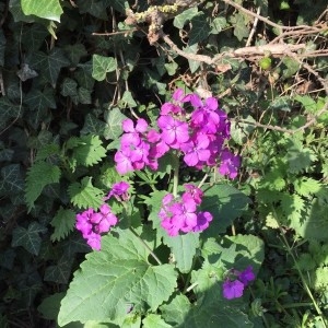 Photographie n°2296441 du taxon Lunaria annua L. [1753]