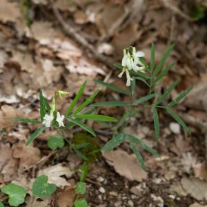  - Lathyrus pannonicus (Jacq.) Garcke [1863]