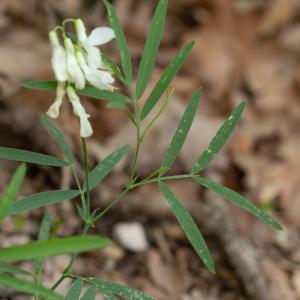  - Lathyrus pannonicus (Jacq.) Garcke [1863]